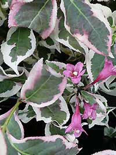 Liebliche Weigelie / Weigela florida ®' günstig kaufen