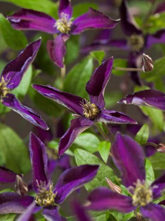 Waldrebe 'Noora' / Clematis 'Noora' PBR günstig kaufen