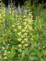 Baptisia australis 'Carolina Moonlight' / Färberhülse