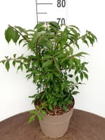 Euonymus alatus 'Blade Runner' / Korkflügelstrauch /  Flügel-Spindelstrauch / Geflügeltes Pfaffenhütchen / Korkspindel 'Blade Runner'