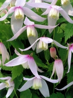 Clematis alpina 'Willy' / Alpen-Waldrebe 'Willy'