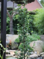 Ginkgo biloba 'Menhir' / Fächerblattbaum