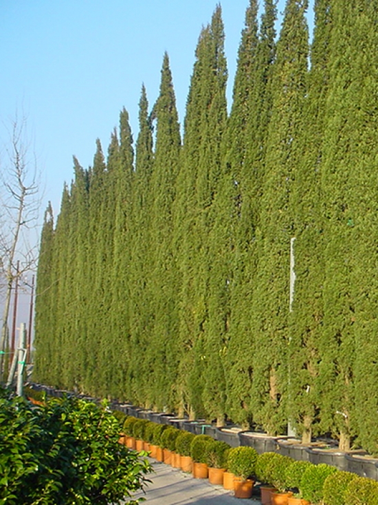 SäulenZypresse 450500 cm im 130Liter Container / Cupressus sempervirens