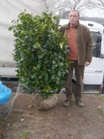 Prunus laurocerasus 'Etna' / Kirschlorbeer 'Etna' 140-160 cm Solitär mit Drahtballierung