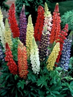 Lupinus polyphyllus 'Minarette' / Garten-Lupine