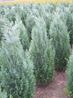 Chamaecyparis lawsoniana 'Columnaris' / blaue Scheinzypresse 100-125 cm mit Ballierung