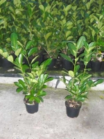 Prunus laurocerasus 'Rotundifolia' / Kirschlorbeer 'Rotundifolia' 60-80 cm im 3-Liter Container