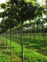 Tilia henryana / Dachform/ Dachspalier / Asiatische Linde / Henrys Linde