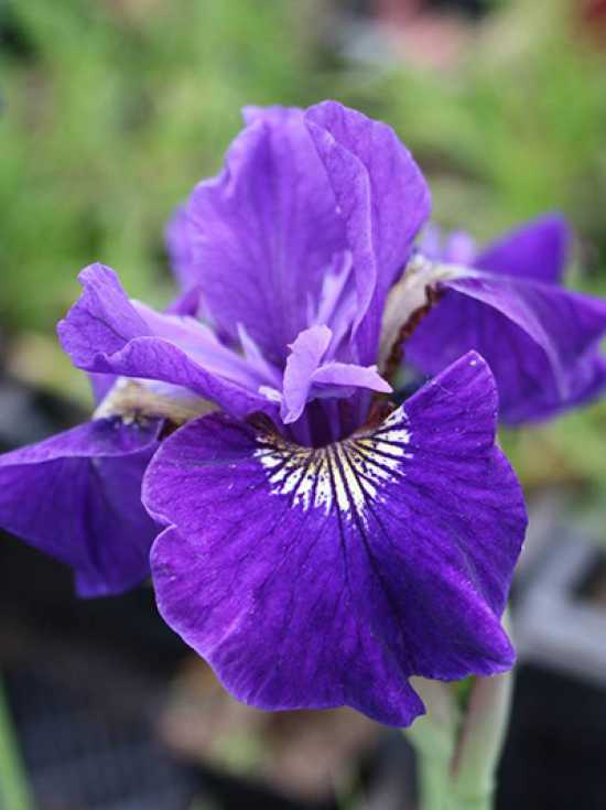 Wiesen-Iris 'Ruffled Velvet' / Iris sibirica 'Ruffled Velvet'