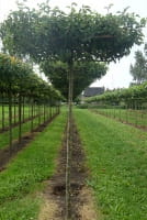 Pyrus calleryana 'Chanticleer' Dachspalier / Chinesische Wild-Birne 'Chanticleer'