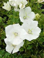 Campanula carpatica 'Weiße Clips' / Karpaten-Glockenblume / Garten-Glockenblume