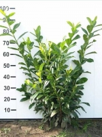 Prunus laurocerasus 'Novita' / Kirschlorbeer 'Novita' 80-100 cm mit Ballierung