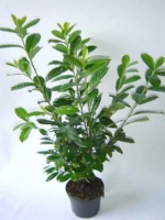 Prunus laurocerasus 'Novita' / Kirschlorbeer 'Novita' 80-100 cm im 7-Liter Container