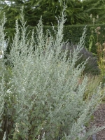 Artemisia absinthium / Echter Wermut