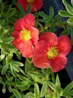 Potentilla fruticosa 'Red Robin ®' / Fünffingerstrauch 'Red Robin'
