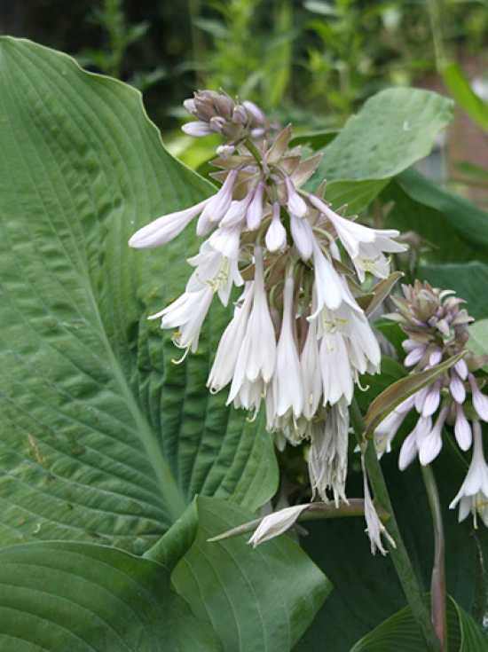 Duftende GartenLilienFunkie / Hosta plantaginea günstig kaufen