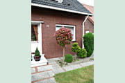 photinia_red_robin_staemmchen693