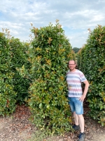 Photinia fraseri 'Red Robin' / Glanzmispel 250-300 cm Solitär mit Drahtballierung