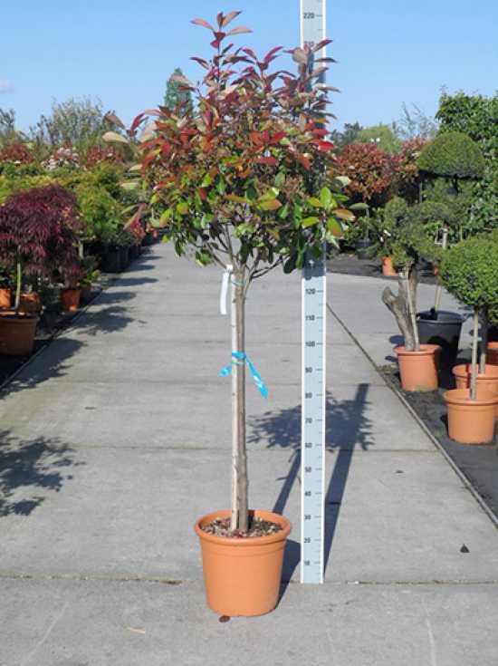 Glanzmispel Red Robin Photinia Fraseri Red Robin G Nstig Kaufen