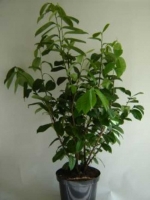 Prunus laurocerasus 'Novita' / Kirschlorbeer 'Novita' 60-80 cm im 5-Liter Container