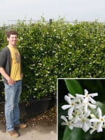 Trachelospermum jasminoides / Sternjasmin / Fertighecke / Heckenelement