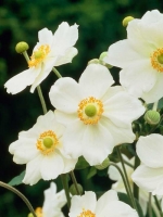 Anemone japonica 'Andrea Atkinson' / Garten-Anemone 'Andrea Atkinson'