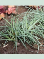 Carex flacca 'Blue Zinger' / Blaugrüne Segge