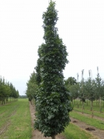 SäulenAmberbaum 'Slender Silhouette' / Liquidambar styraciflua