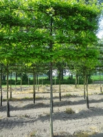 Quercus palustris / Sumpf-Eiche 'Hochstamm-Spalier' H:120 B:210 T:20 (Stamm 210 cm)
