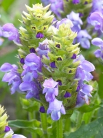 Prunella grandiflora 'Loveliness' / Großblütige Gartenbraunelle