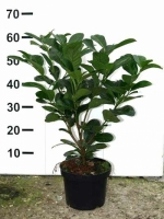 Prunus laurocerasus 'Etna' / Kirschlorbeer 'Etna' 40-60 cm im 3-Liter Container