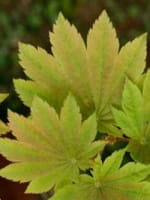 Acer japonicum 'Meigetsu' / Japanischer Ahorn 'Meigetsu' / Vollmond-Ahorn 'Meigetsu'