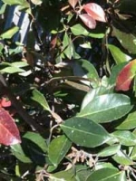 Viburnum henryi / Chinesischer Schneeball