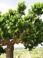 Morus nigra / Schwarzer Maulbeerbaum