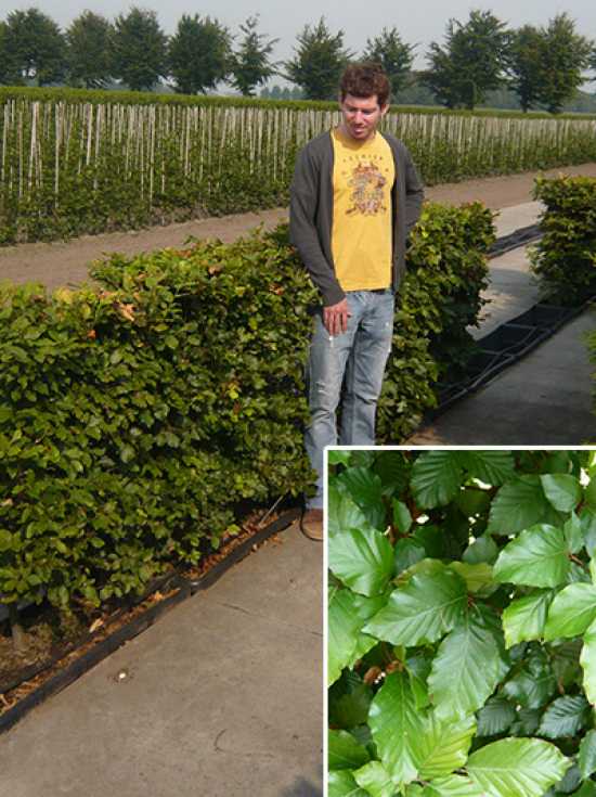 Rot-Buche / Fertighecke / Heckenelement 120 cm / Fagus sylvatica
