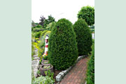 Taxus_baccata818