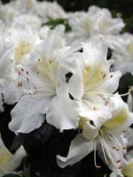 Rhododendron obtusum 'Adonis' / Japanische Azalee 'Adonis'