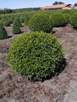Prunus lusitanica 'Angustifolia' Kugel / Portugiesischer Kirschlorbeer 'Kugel' 100-120 cm Solitär mit Drahtballierung