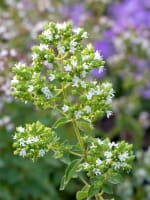 Origanum vulgare Hot and Spicy  /