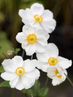 Anemone japonica 'Coupe d'Argent' / Herbst-Anemone