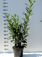 Prunus laurocerasus 'Caucasica' / Kirschlorbeer 'Caucasica' 80-100 cm im 5-Liter Container