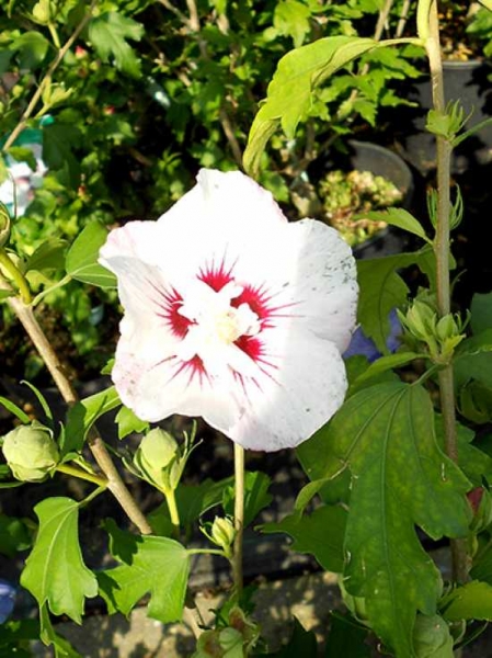 GartenEibisch 'Pinky Spot' / StrauchEibisch 'Pinky Spot' / Hibiscus