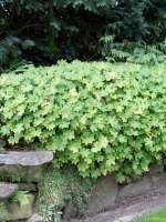 Geranium macrorrhizum Bevan  /