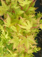 Acer palmatum 'Japanese Sunrise' / Fächerahorn / Japanischer Ahorn