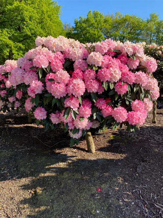 Rhododendron 'Arabella' auf Stamm / Rhododendron yakushimanum 'Arabella