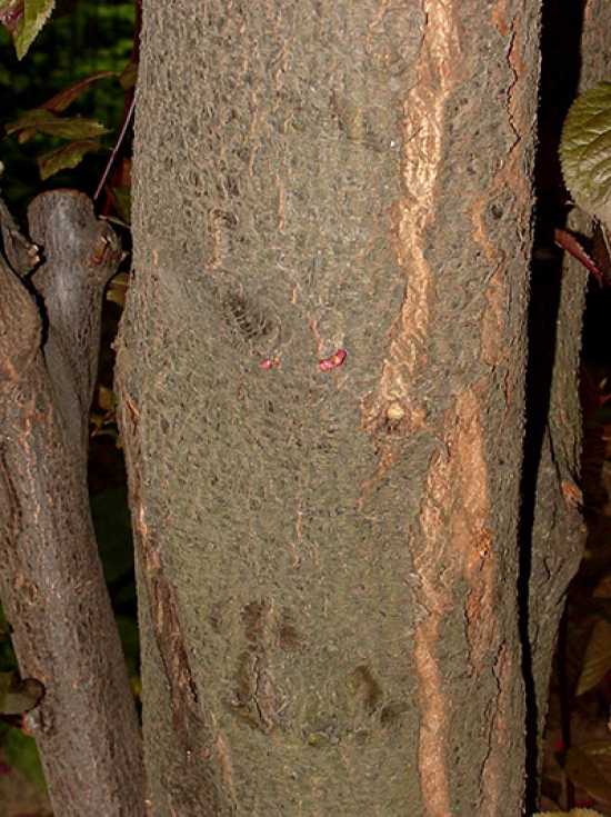 BlutPflaume 'HochstammSpalier' H120 B150 T10 (Stamm 200 cm) / Prunus
