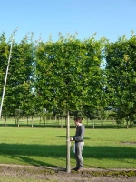 Quercus palustris / Sumpf-Eiche / Spree-Eiche / Boulevard-Eiche / Nadel-Eiche 'Hochstamm-Spalier' H:230 B:230 T:20 (Stamm 230 cm)