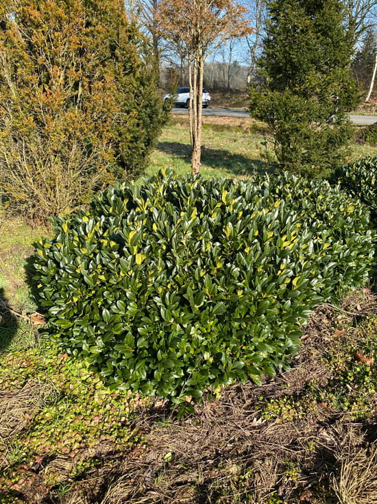 Immergr Ne Zwerglorbeerkirsche Piri Prunus Laurocerasus Piri