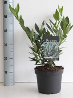 Prunus laurocerasus 'Otto Luyken' / Kirschlorbeer 'Otto Luyken' 30-40 cm im 3-Liter Container
