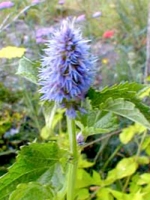 Agastache foeniculum / Anis-Duftnessel
